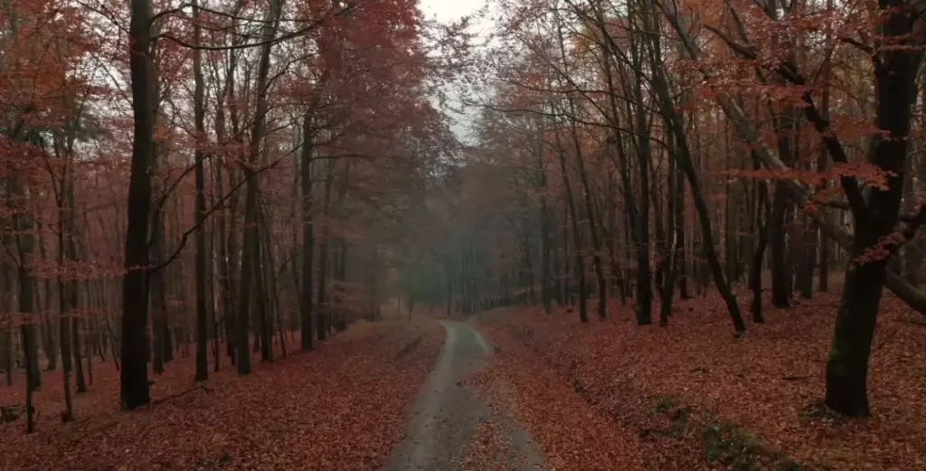 2026 kollektív üzenete