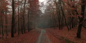 2026 kollektív üzenete