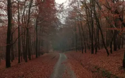 2026 kollektív üzenete: a belső alapok éve