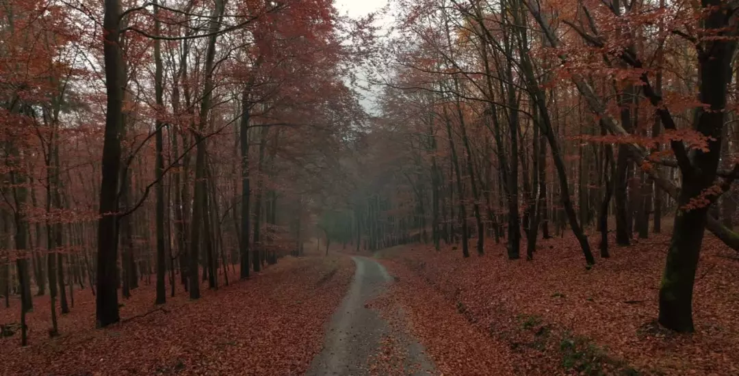 2026 kollektív üzenete: a belső alapok éve